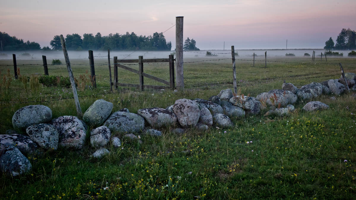 Dimtäckt äng i svensk landsbygd med trägrind, staket och stenmur i förgrunden under tidig morgon